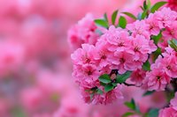 Pink azalea flowers in full bloom with soft blurred background, fresh spring garden close up view showing delicate petals and green leaves in natural light.