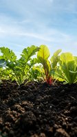 Young beet seedlings growing in fertile soil with vibrant green and red leaves against blue sky, suitable for agriculture and gardening projects.