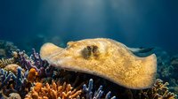 Yellow stingray gliding over vibrant coral reef in tropical ocean waters. Marine life underwater photography for educational and nature content.