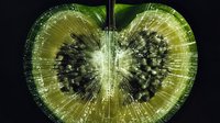 Glowing green kiwi slice on black background with light rays and sparkles radiating from center creates magical natural abstract macro photography effect.