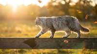 Gray tabby cat walking on wooden fence during golden hour sunset with falling autumn leaves creating warm backlit atmosphere for pet photography.