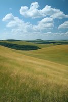 Rolling hills covered in golden grass stretch toward horizon under fluffy white clouds and bright blue summer sky, creating peaceful rural landscape.