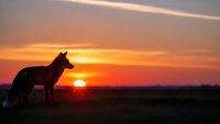 Wild coyote silhouette standing alert against dramatic orange sunset sky in open prairie landscape for wildlife and nature themed designs.