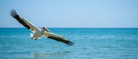 Large seagull soaring gracefully over calm blue ocean waters with wings fully extended against clear sky backdrop for nature and wildlife photography projects.