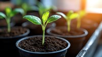 Young green seedling growing in black plastic pot with fertile soil, sunlight through window creates natural lens flare effect, macro photography of spring gardening.