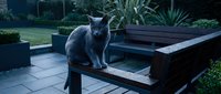 Gray cat sitting on modern outdoor furniture in contemporary garden setting with plants and patio stones.