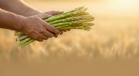 Farmer holding fresh green asparagus bunch in hands against blurred wheat field background, representing organic vegetable harvest and agriculture.