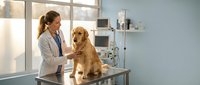 Female veterinarian examining golden retriever dog during routine checkup in modern veterinary clinic with medical equipment and natural lighting.