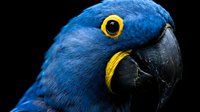 Stunning blue macaw parrot head portrait with vibrant yellow eye ring and black beak against dark background for wildlife and nature projects.