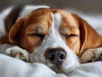 Adorable beagle puppy sleeping peacefully on white bedding with closed eyes and relaxed expression. Pet care, comfort, rest and domestic animal lifestyle.