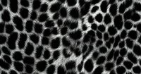 Black and white leopard print pattern with realistic fur texture and spotted design creates luxurious animal print background for fashion and textile projects.