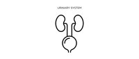 Medical urinary system anatomy diagram with kidneys and bladder outline illustration for healthcare education and medical presentations.