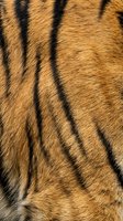 Close-up tiger fur texture with distinctive black stripes on orange coat showing natural wildlife pattern for backgrounds and design projects.