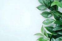 Fresh green leaves border on white background, natural botanical layout with copy space for text. Minimal spring composition.