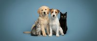 Adorable group of pets sitting together on blue background featuring golden retriever puppy, mixed breed dog, tabby kitten and black cat for veterinary care.