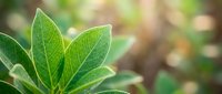 Fresh green leaves with detailed vein patterns in soft natural lighting. Organic botanical background for wellness, nature and environmental concepts.