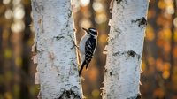 Downy woodpecker perched on white birch tree trunk in autumn forest with golden bokeh background creating peaceful wildlife scene.