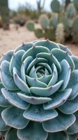 Blue-green succulent plant with purple edges in desert landscape, rosette formation with thick fleshy leaves, drought-resistant garden plant for landscaping.