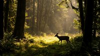 Silhouette of deer walking through sunlit forest clearing surrounded by tall trees and golden light filtering through canopy.