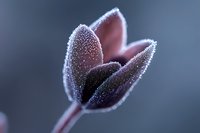 Delicate frost crystals covering purple tulip petals in early morning light, creating magical winter garden atmosphere with soft bokeh background and dreamy macro details.