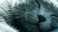 Peaceful sleeping gray tabby cat close-up showing whiskers and serene expression. Pet care, relaxation, feline behavior concept for veterinary materials.