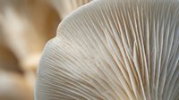 Fresh oyster mushroom gills showing detailed texture and natural patterns in soft lighting for culinary and organic food concepts.
