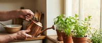 Senior man watering fresh herbs in terracotta pots on kitchen windowsill with copper watering can for indoor gardening and cooking.