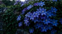 Purple clematis flowers blooming on garden vine with lush green foliage creating natural floral backdrop for landscaping and botanical photography projects.