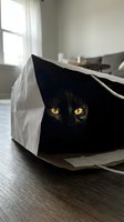 Black cat with striking amber eyes peeking out from white paper bag on wooden floor in bright modern home interior. Playful pet behavior and curiosity concept.