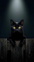Black cat with striking yellow eyes perched on weathered wooden fence against dark moody background. Feline portrait for pet, animal, and nature-themed designs.