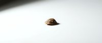 Small brown shell isolated on white background, suitable for nature, marine, and educational content.