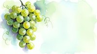 Watercolor green grapes cluster with vine leaves and tendrils on soft gradient background for wine industry and organic food design projects.