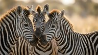 Herd of zebras with distinctive black and white striped coats standing together in natural savanna habitat, showcasing wildlife and nature photography for educational and editorial use.