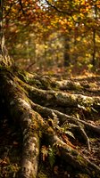 Moss-covered tree roots in autumn forest with golden foliage and blurred background, suitable for nature, woodland, and seasonal design projects.
