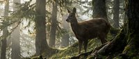 Wild roe deer standing on mossy forest ground among tall coniferous trees in natural woodland habitat during golden hour lighting for wildlife photography.