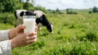 Fresh milk glass held by farmer in field with grazing cow in background, representing dairy farming, agriculture, and organic farm-to-table production.