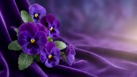 Purple pansies with green leaves arranged on luxurious violet silk fabric creating elegant floral composition for romantic designs and spring decorations.