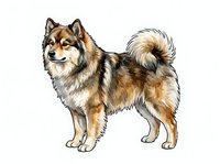 Alaskan Malamute or Husky dog breed standing in profile with brown and white coat, fluffy fur, and curled tail on isolated white background for design use.