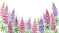 Watercolor lupine flowers border with pink and purple blooms on white background for spring garden designs and botanical decorations.