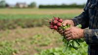 Farmer holding freshly harvested red beets with soil and green leaves in agricultural field during harvest season for farming and agriculture concepts.