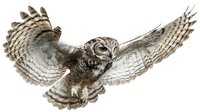 Majestic great horned owl in flight with wings spread wide against white background, detailed nature illustration showing feather texture and hunting posture.