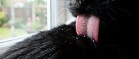 Black cat grooming itself, licking fur with pink tongue visible, close-up detail shot for pet care and animal behavior content.