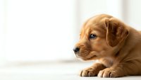 Adorable golden retriever puppy lying on floor with soft natural lighting, perfect for pet care advertising and family lifestyle content.