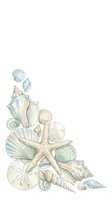 Coastal seashell and starfish arrangement in soft watercolor tones, isolated on white background. Perfect for beach-themed designs, invitations, and coastal decor projects.