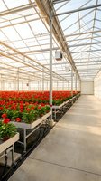 Modern greenhouse interior with rows of red flowering plants on elevated tables for commercial horticulture and sustainable agriculture production.
