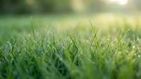Fresh green grass blades in soft morning sunlight with shallow depth of field creating natural bokeh background for spring and summer concepts.