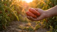 Farmer holding fresh ripe tomatoes in cupped hands during golden hour harvest time in organic vegetable garden with warm sunlight filtering through plants.