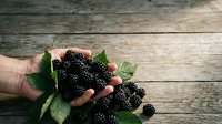 Ripe blackberries held in hand with green leaves on rustic wooden surface, suitable for food, agriculture, and harvest-themed designs.