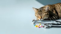 Tabby cat sleeping on stethoscope with colorful pills, veterinary medicine concept for pet healthcare and animal wellness clinic services.