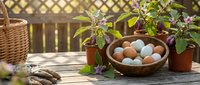 Fresh farm eggs in rustic wooden bowl on garden table with potted herbs and wicker basket creating cozy outdoor kitchen scene for cooking and gardening content.